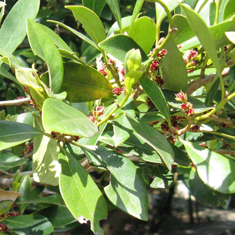 Distylium racemosum (Lehvistö)