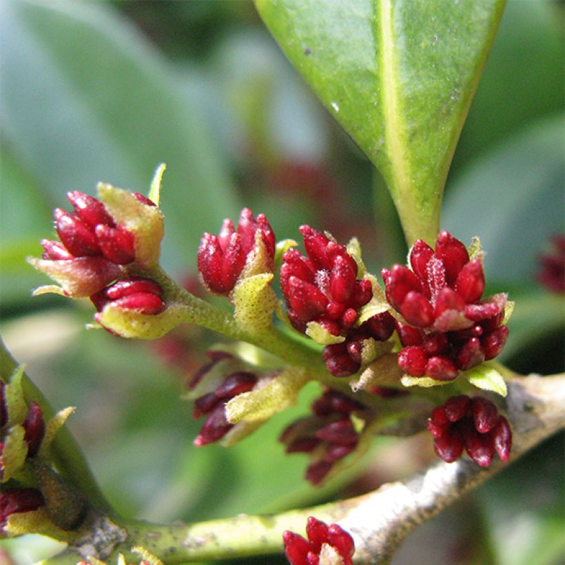 Distylium racemosum (Kukinta)