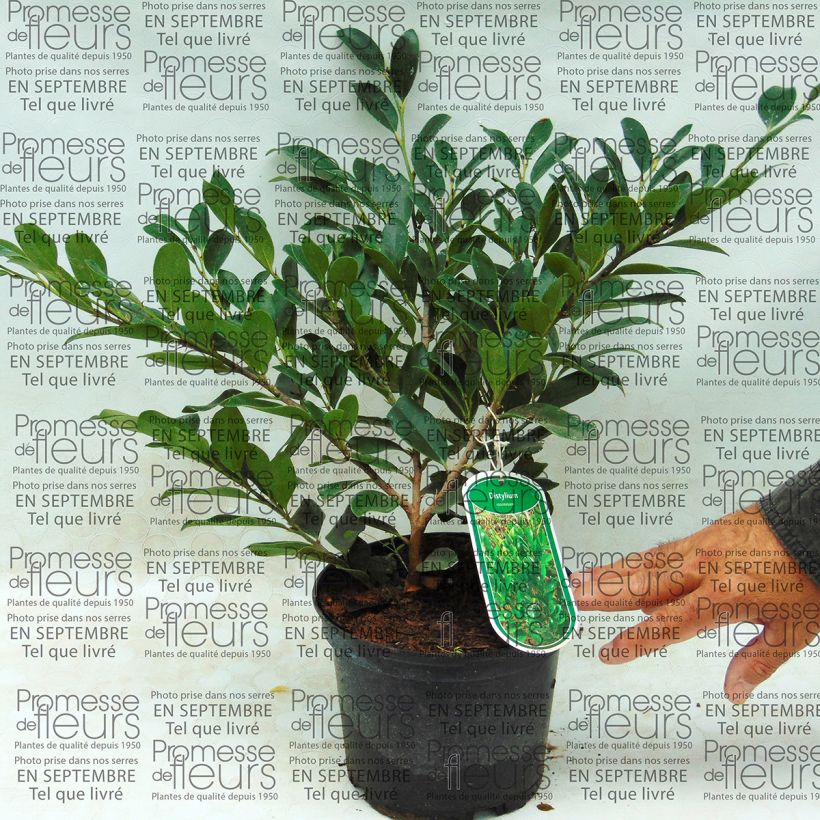 Esimerkki toimitetusta Distylium racemosum Pot de 2L/3L-taimesta
