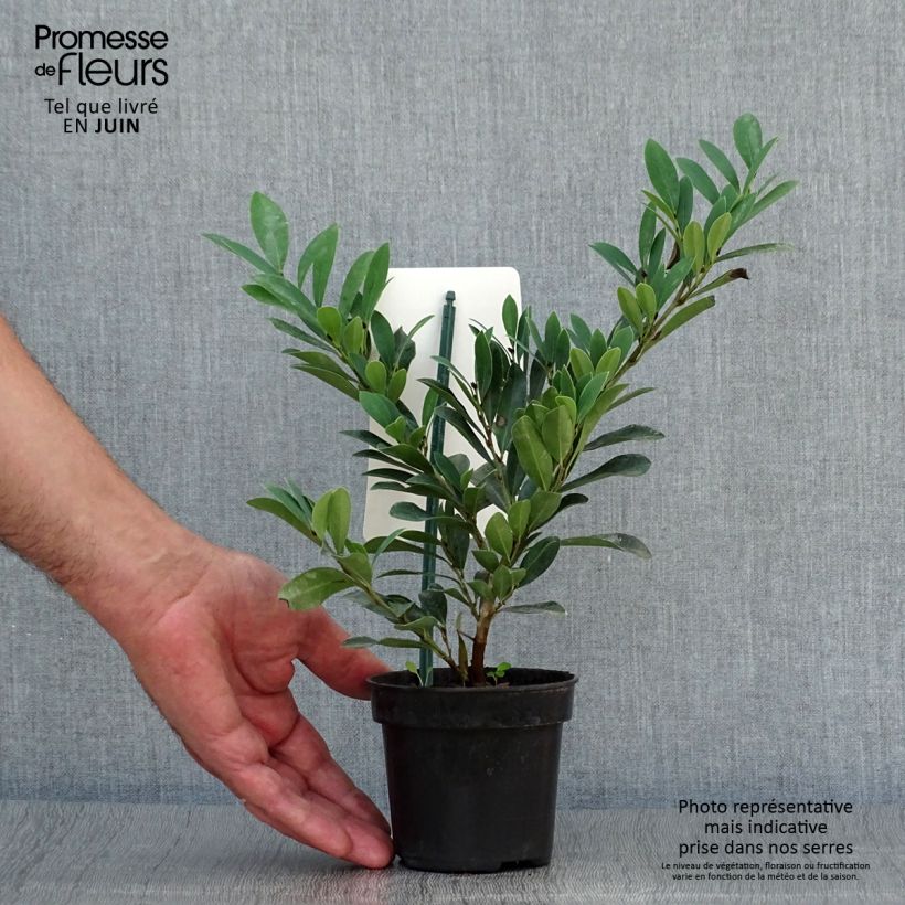 Esimerkki kesällä toimitetusta Distylium Blue Cascade Pot de 10 cm/11cm-taimesta