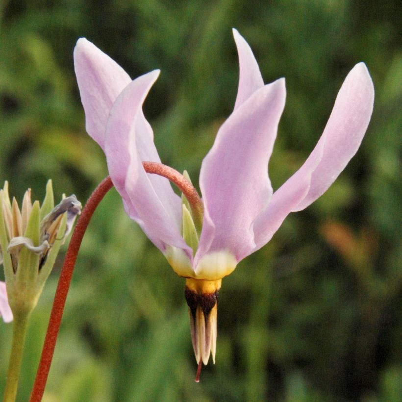 Vuorijumaltenkukka - Dodecatheon meadia (Kukinta)