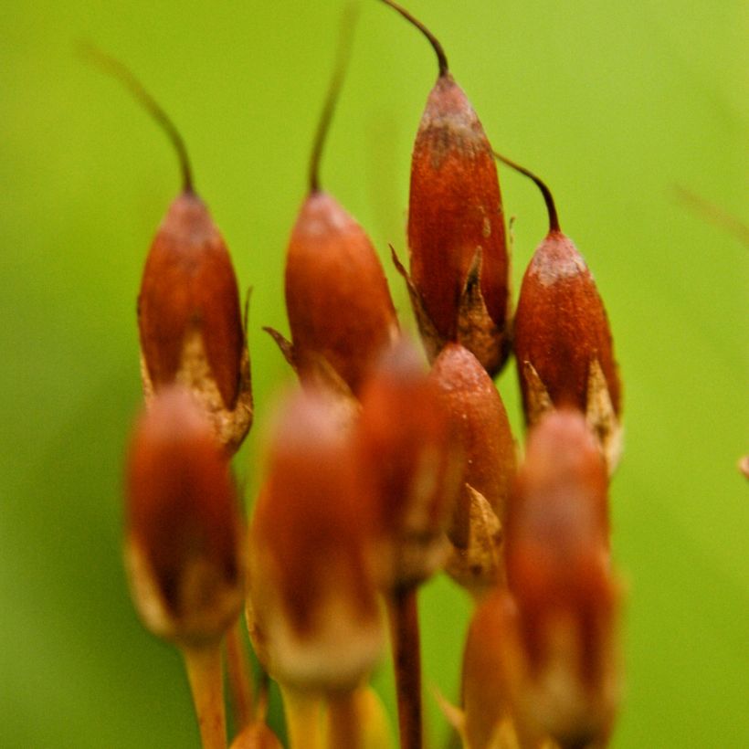 Vuorijumaltenkukka - Dodecatheon meadia (Sadonkorjuu)