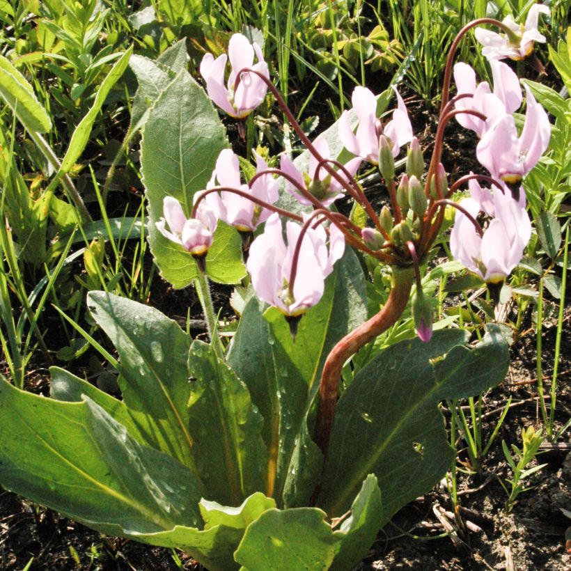 Vuorijumaltenkukka - Dodecatheon meadia (Kasvutapa)