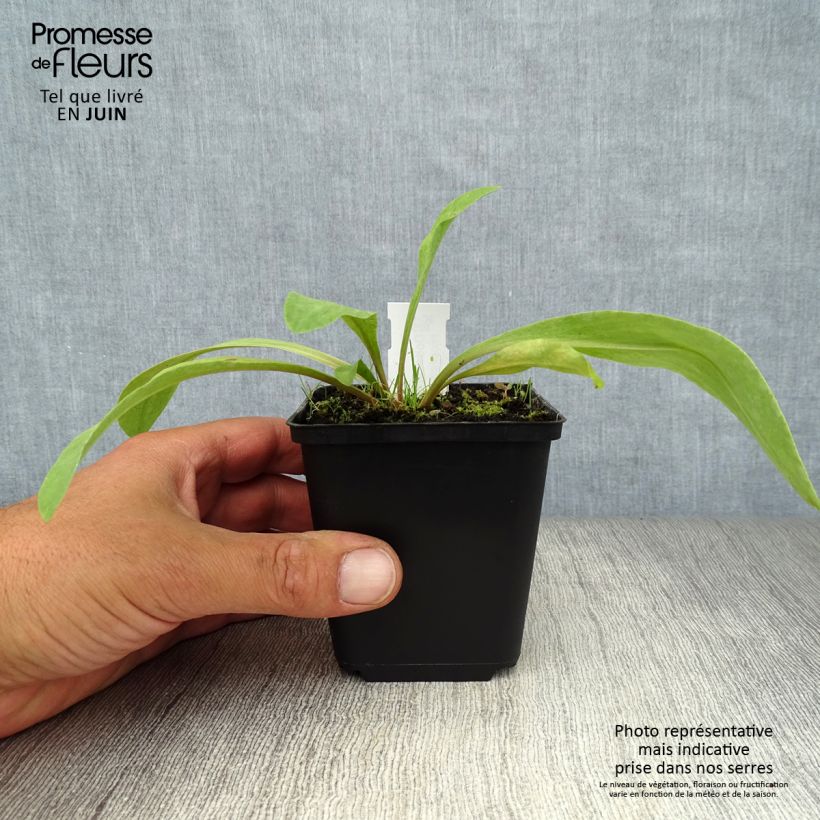 Esimerkki kesällä toimitetusta Vuorijumaltenkukka - Dodecatheon meadia Taimiruukku 8/9 cm-taimesta