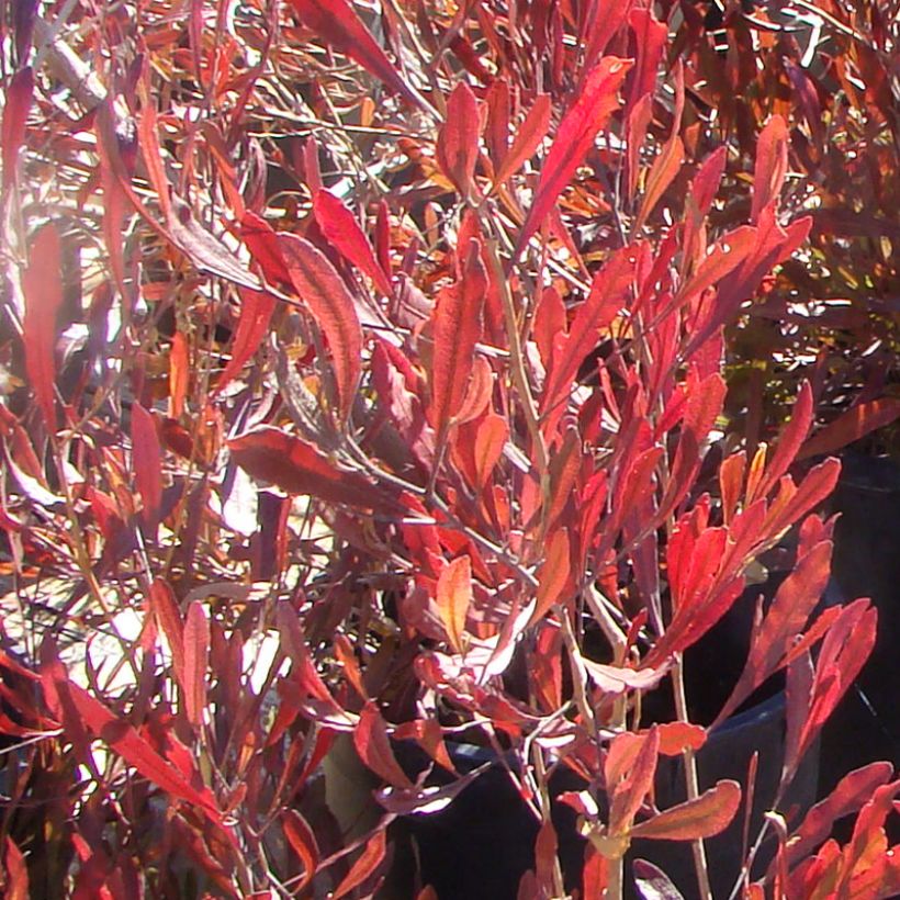 Humala-akea Purpurea (Lehvistö)