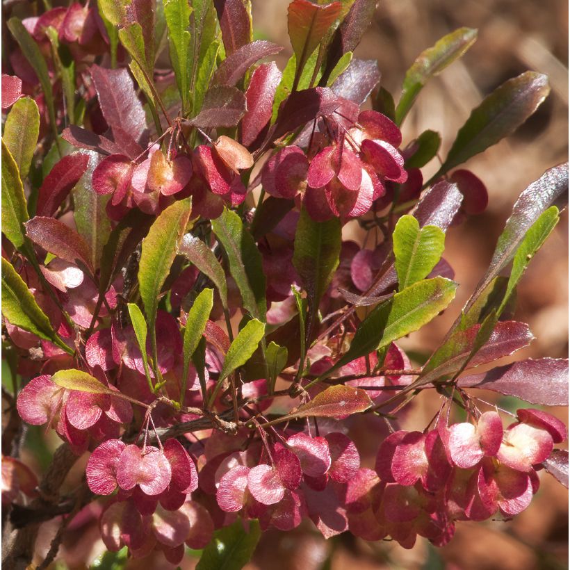 Humala-akea Purpurea (Kukinta)