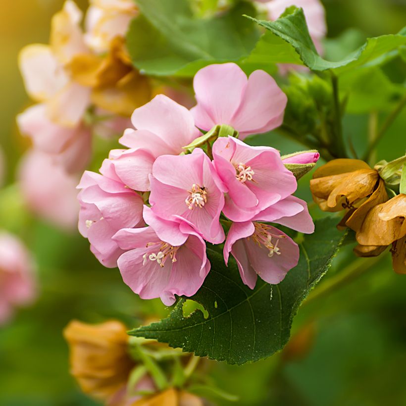 Dombeya x cayeuxii (Kukinta)