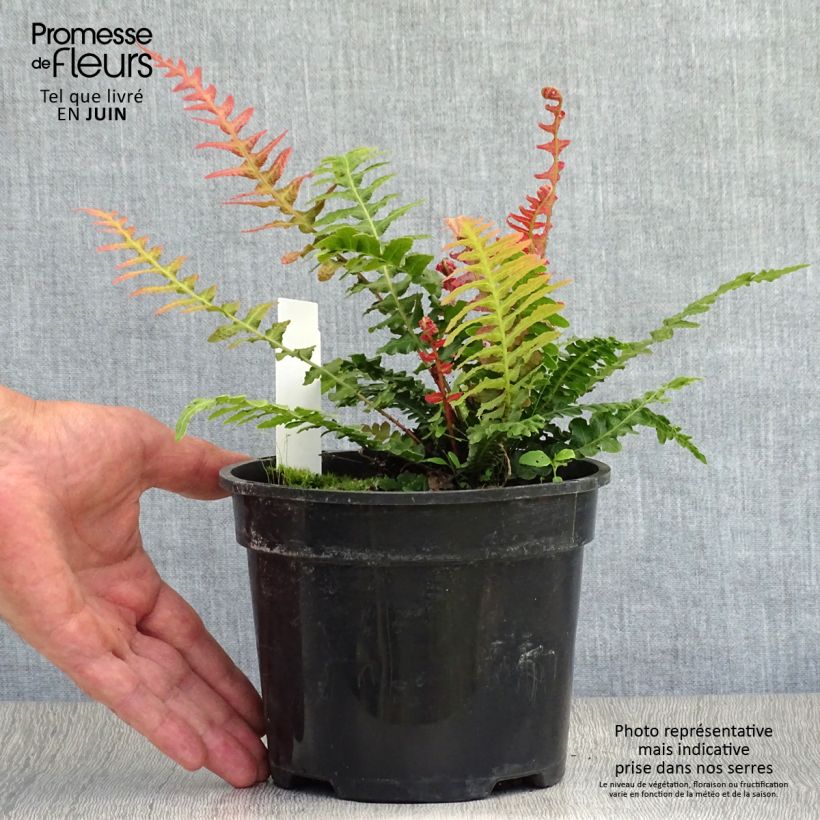 Esimerkki kesällä toimitetusta Doodia aspera Rough Ruby Pot de 2L/3L-taimesta