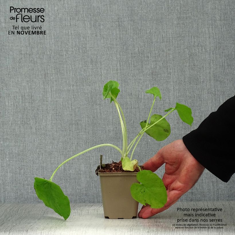 Esimerkki syksyllä toimitetusta Suvivuohenjuuri - Doronicum pardalianches 8/9 cm taimiruukku-taimesta