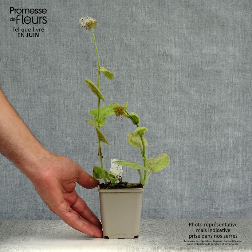 Esimerkki kesällä toimitetusta Suvivuohenjuuri - Doronicum pardalianches Taimiruukku 8/9 cm-taimesta