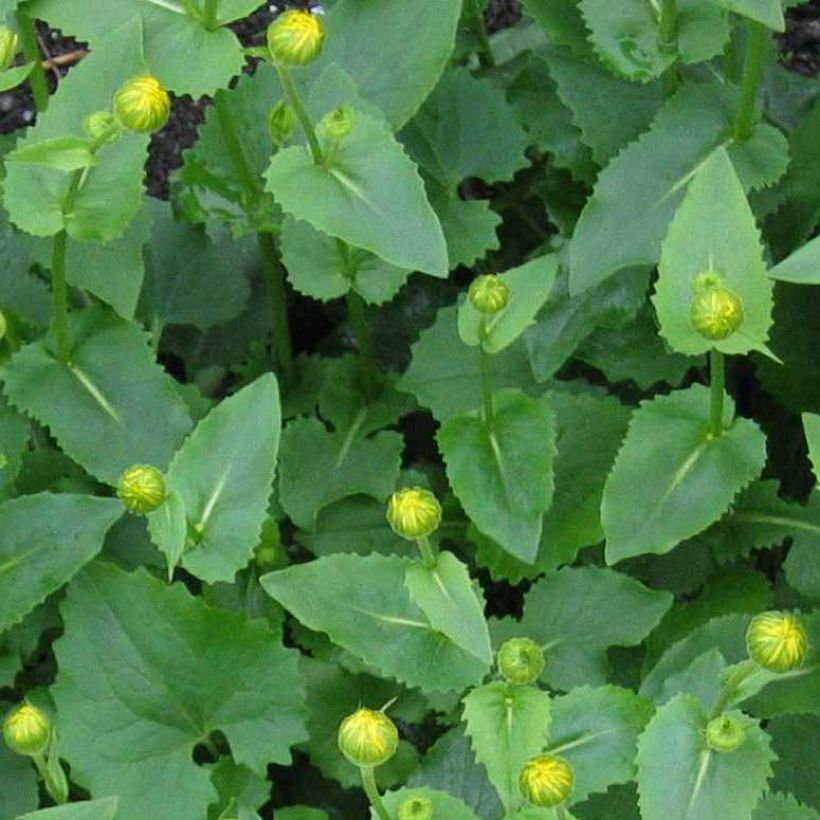 Suvivuohenjuuri - Doronicum pardalianches (Lehvistö)