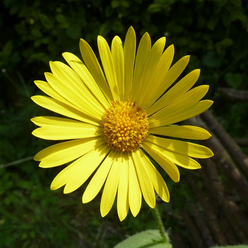 Suvivuohenjuuri - Doronicum pardalianches (Kukinta)