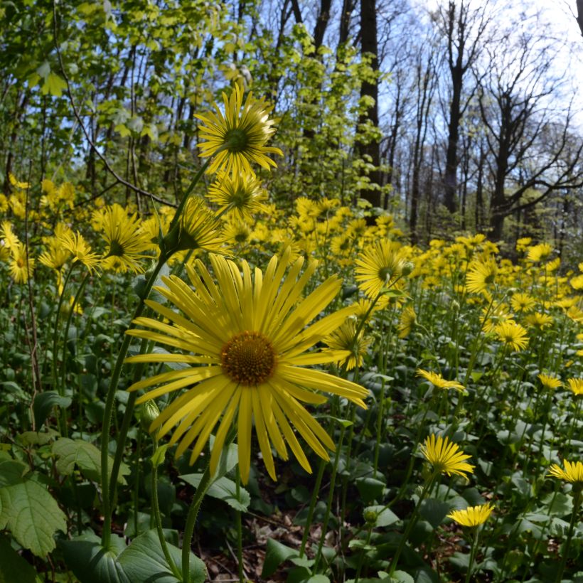 Suvivuohenjuuri - Doronicum pardalianches (Kasvutapa)