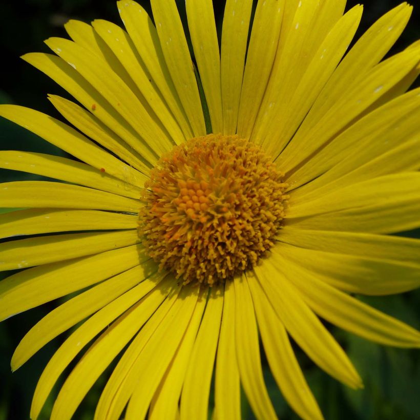 Isovuohenjuuri Excelsum (Kukinta)