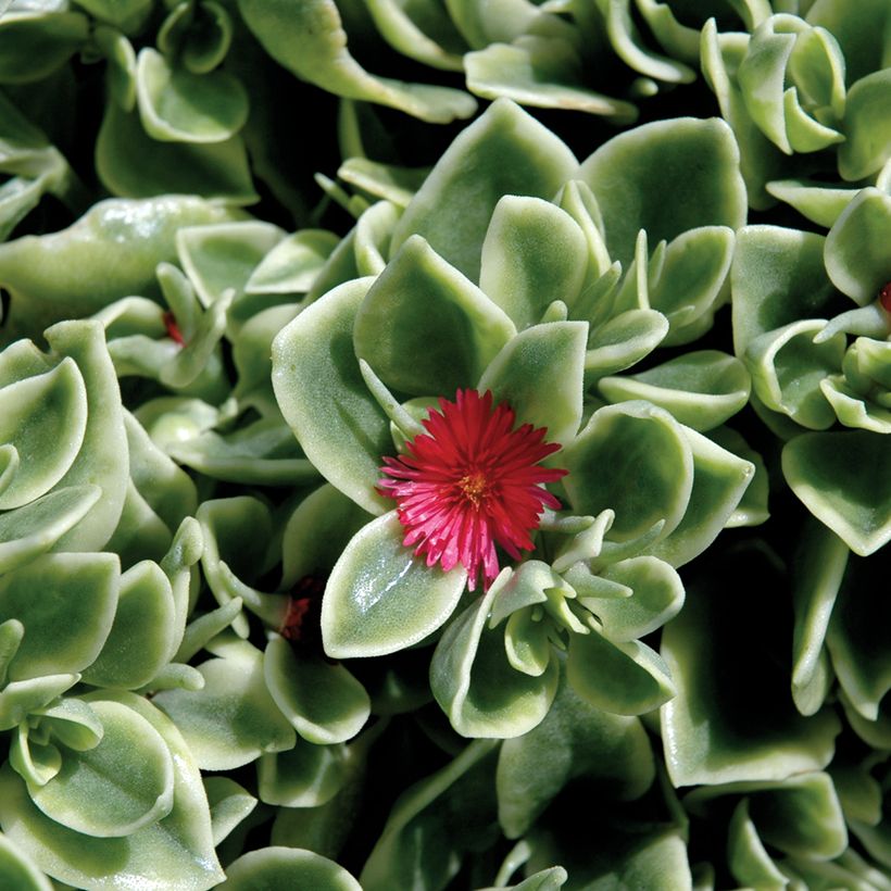 Mesiherttalehti Mezoo Trailing RED (Kukinta)