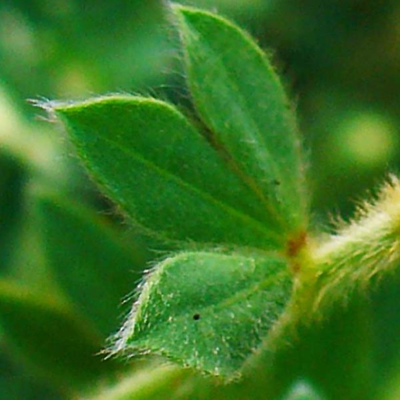 Dorycnium hirsutum (Lehvistö)