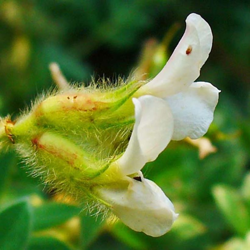 Dorycnium hirsutum (Kukinta)