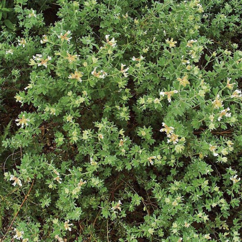 Dorycnium hirsutum (Kasvutapa)