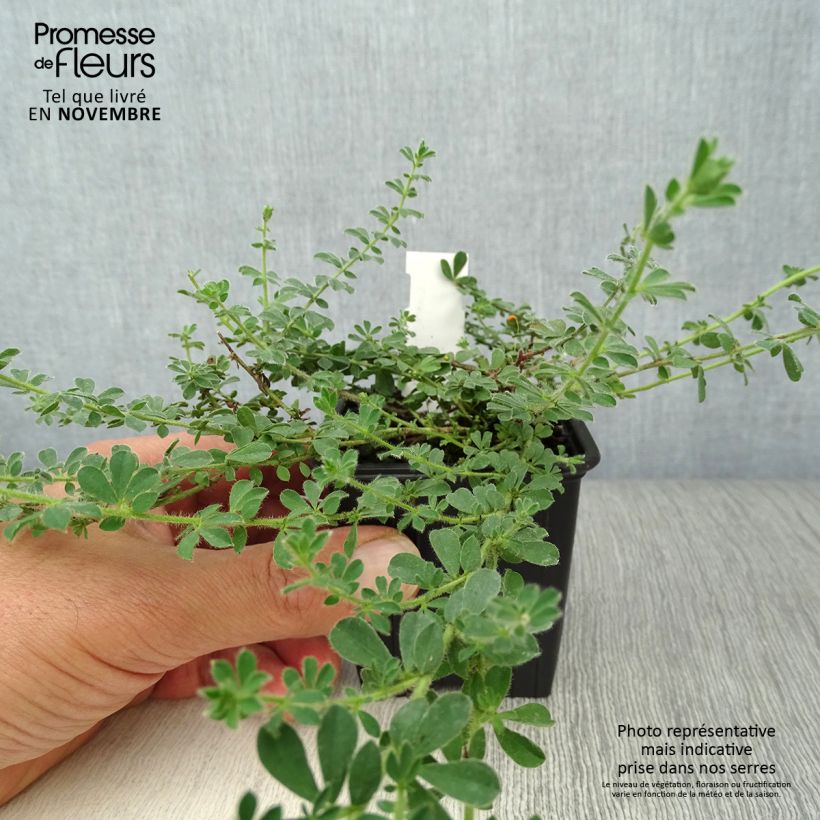 Esimerkki syksyllä toimitetusta Dorycnium hirsutum 8/9 cm taimiruukku-taimesta