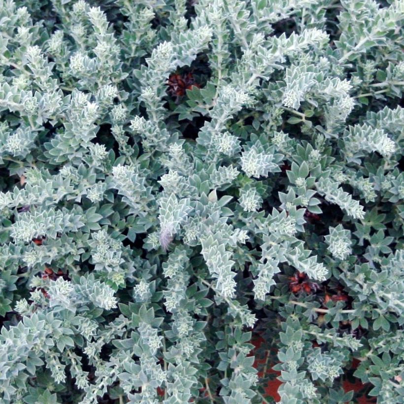 Dorycnium hirsutum Little Boy Blue (Lehvistö)