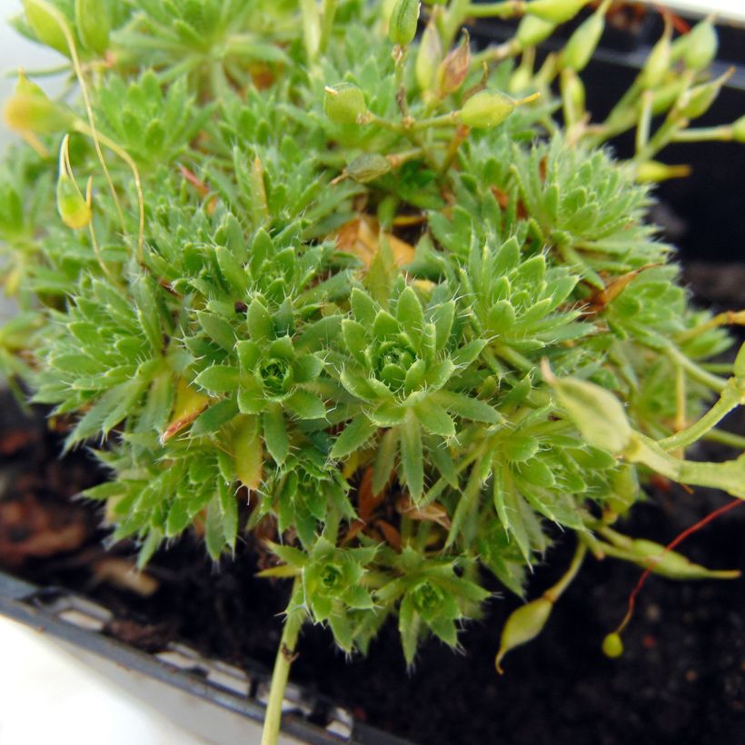 Neulakynsimö - Draba aizoides (Lehvistö)