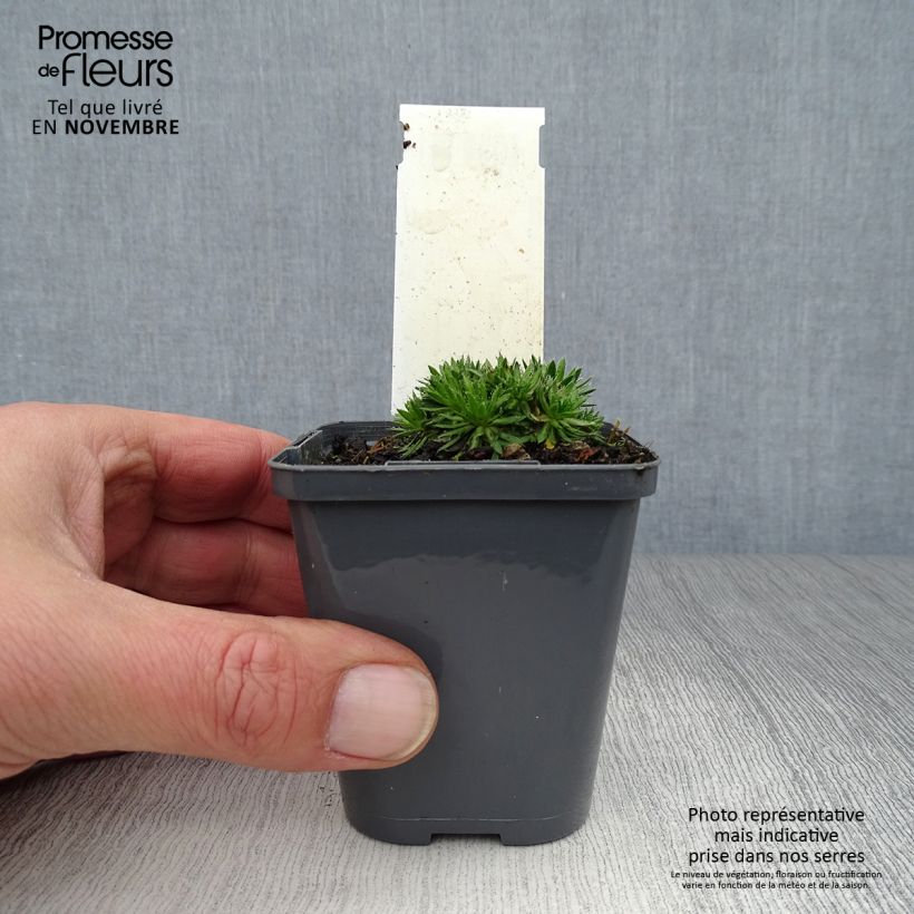 Esimerkki syksyllä toimitetusta Neulakynsimö - Draba aizoides 7/8 cm taimiruukku-taimesta