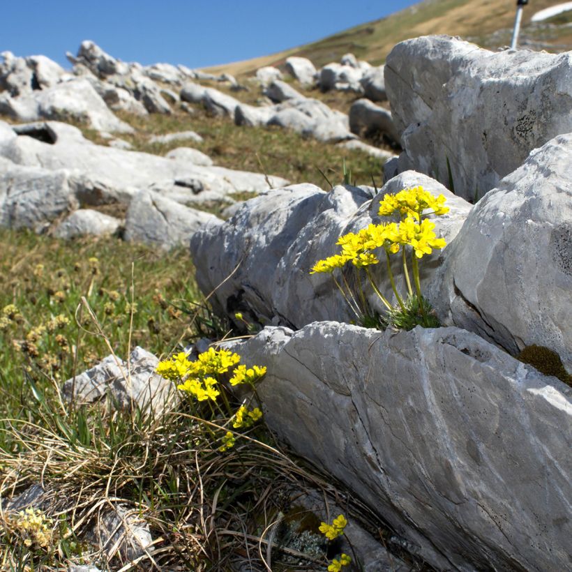 Neulakynsimö - Draba aizoides (Kasvutapa)