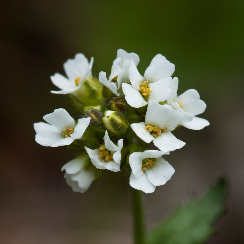 Kynsimö - Draba sakurai (Kukinta)