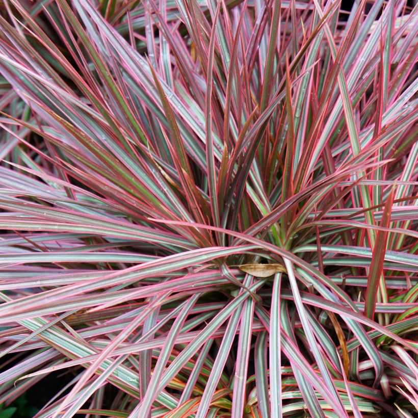 Sirotraakkipuu Magenta (Lehvistö)