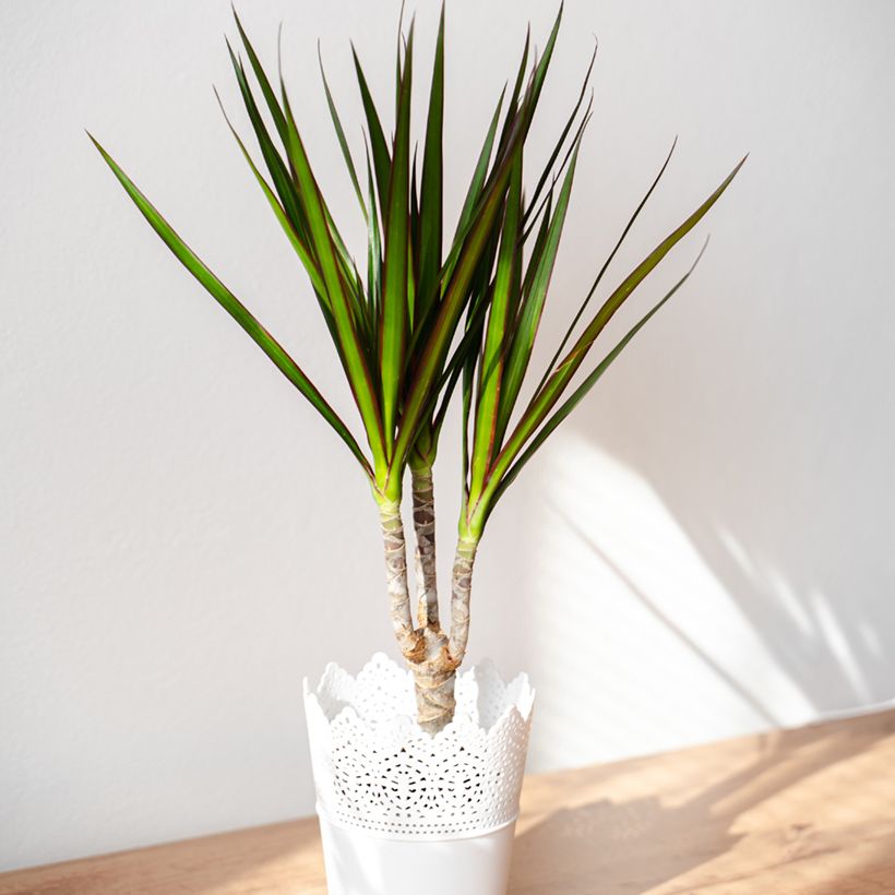 Sirotraakkipuu - Dracaena reflexa var. angustifolia (Kasvutapa)
