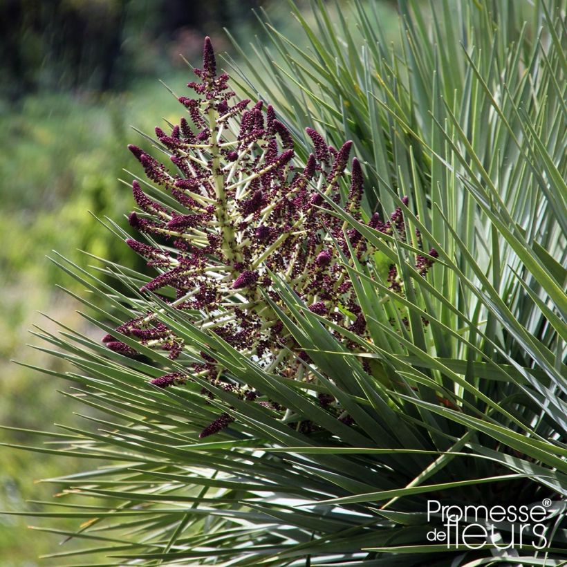 Kanariantraakkipuu - Dracaena draco (Kukinta)
