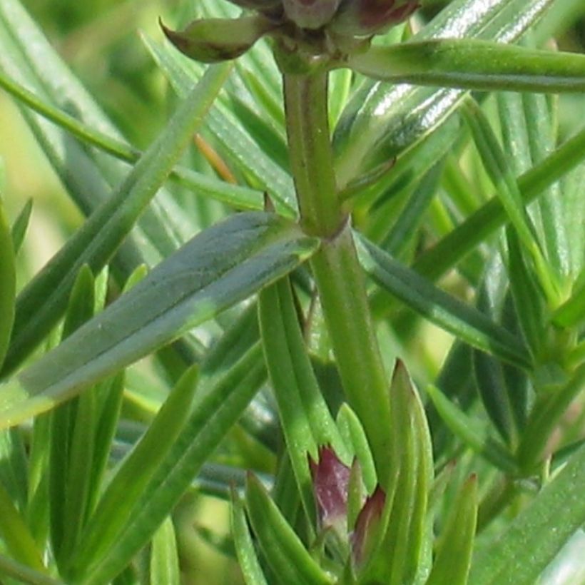 Isoampiaisyrtti - Dracocephalum ruyschiana (Lehvistö)
