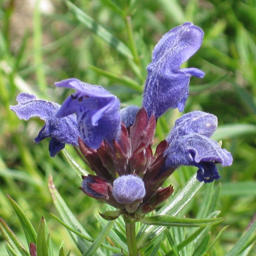 Isoampiaisyrtti - Dracocephalum ruyschiana (Kukinta)