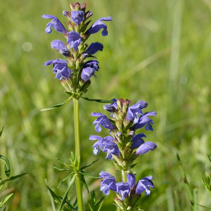 Isoampiaisyrtti - Dracocephalum ruyschiana (Kasvutapa)