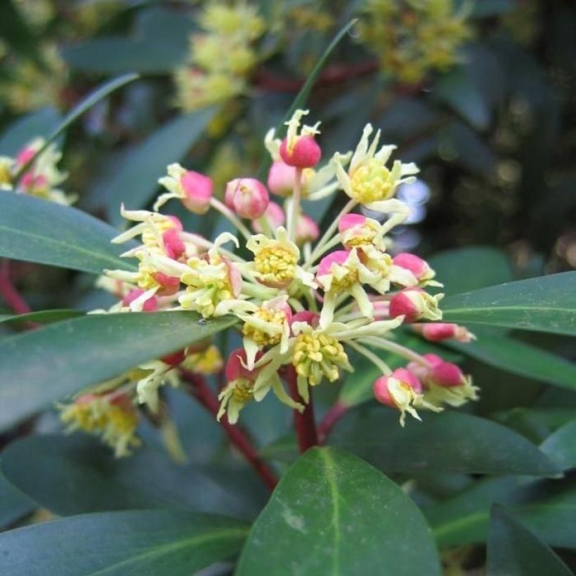Drimys aromatica Red Spice (Kukinta)