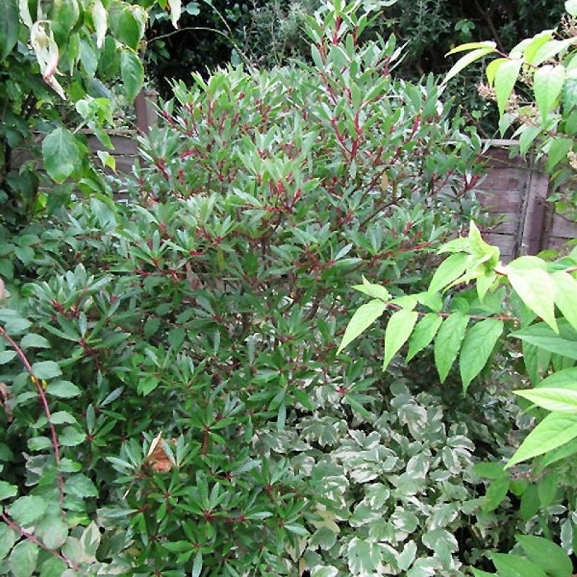 Drimys aromatica Red Spice (Kasvutapa)