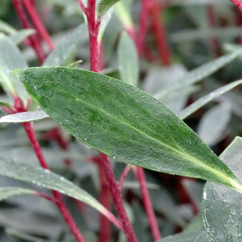 Drimys aromatica Red Spice (Lehvistö)