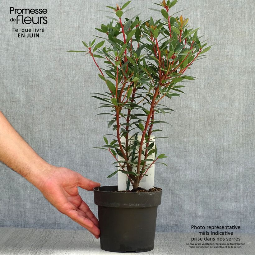 Esimerkki kesällä toimitetusta Drimys aromatica Red Spice Pot de 2L/3L-taimesta