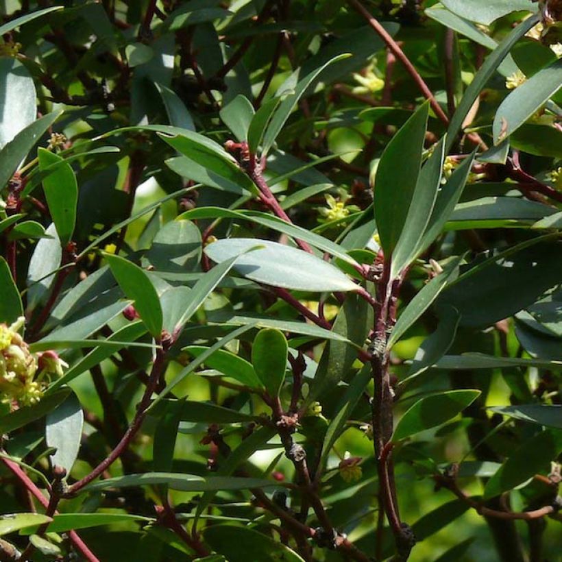 Drimys aromatica (Lehvistö)