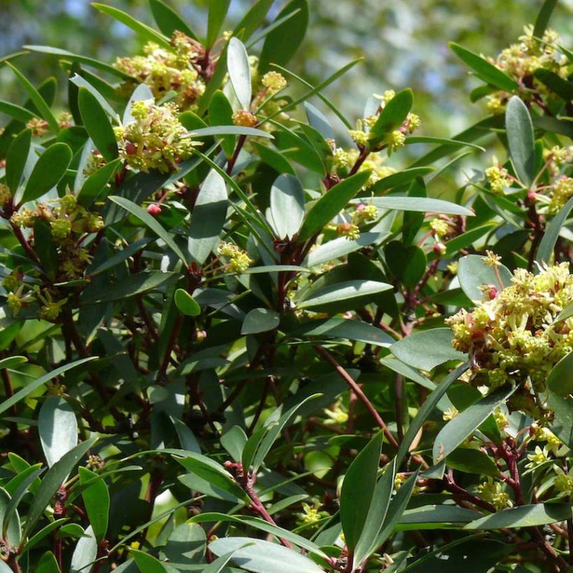 Drimys aromatica (Kukinta)