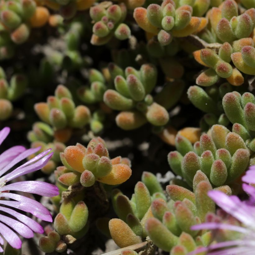 Drosanthemum candens (Lehvistö)