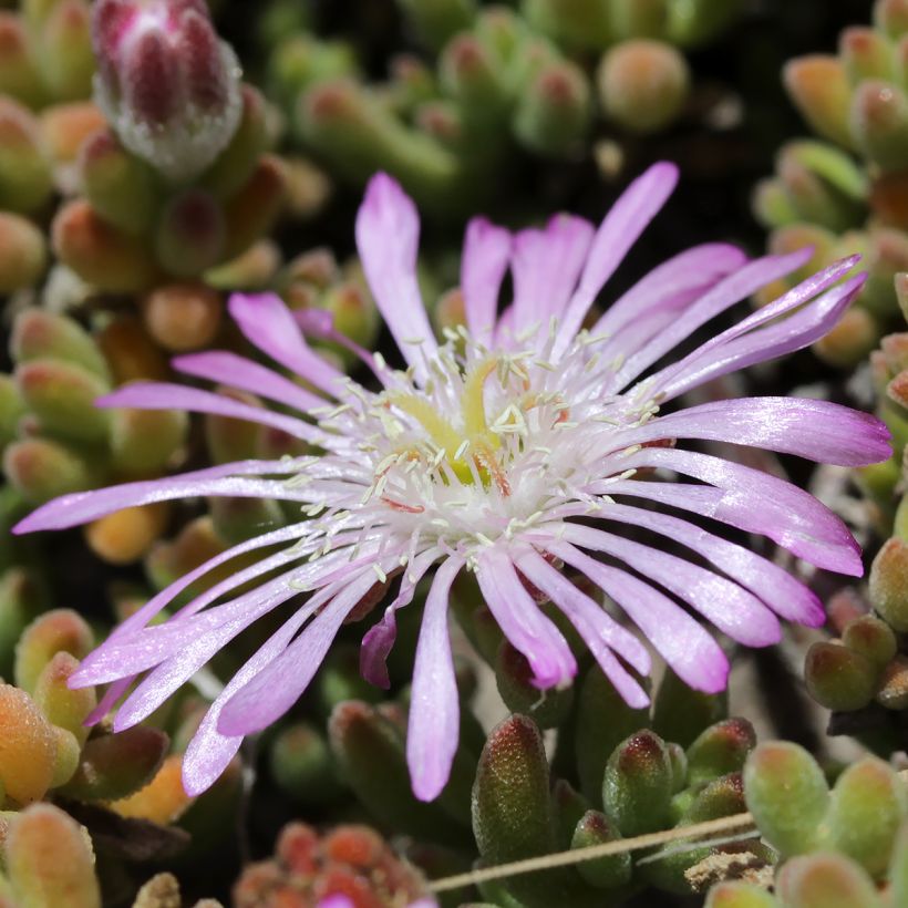 Drosanthemum candens (Kukinta)