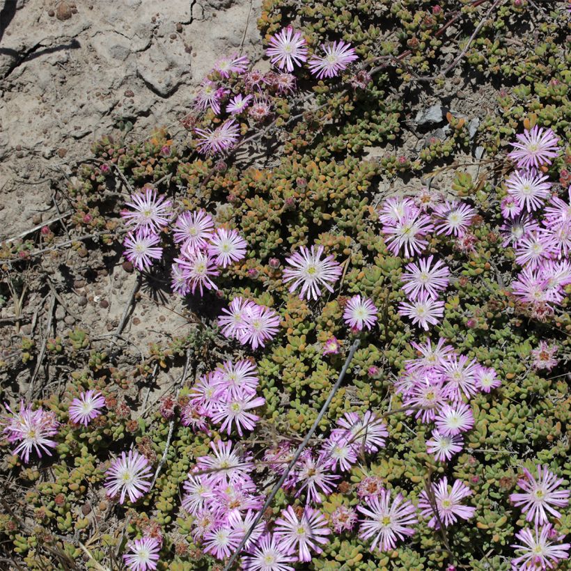 Drosanthemum candens (Kasvutapa)
