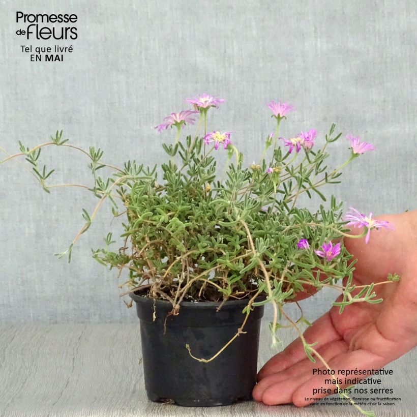 Esimerkki keväällä toimitetusta Karvajääruoho - Drosanthemum hispidum Godet de 8/9 cm-taimesta