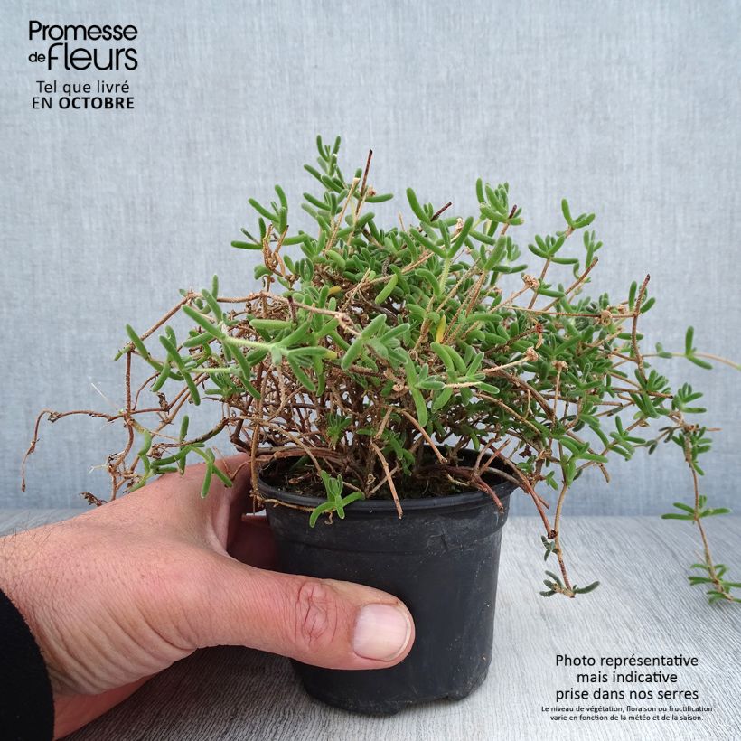Esimerkki syksyllä toimitetusta Karvajääruoho - Drosanthemum hispidum 8/9 cm taimiruukku-taimesta