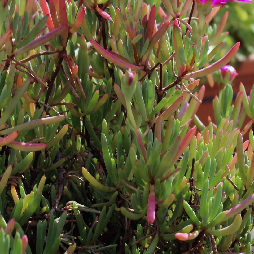 Karvajääruoho - Drosanthemum hispidum (Lehvistö)