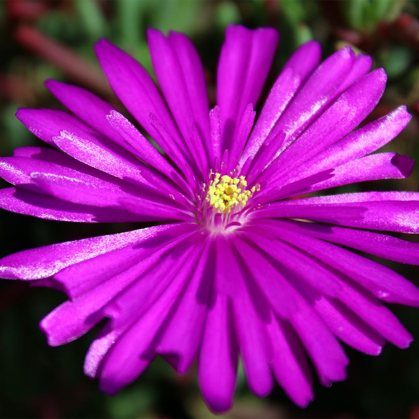 Karvajääruoho - Drosanthemum hispidum (Kukinta)
