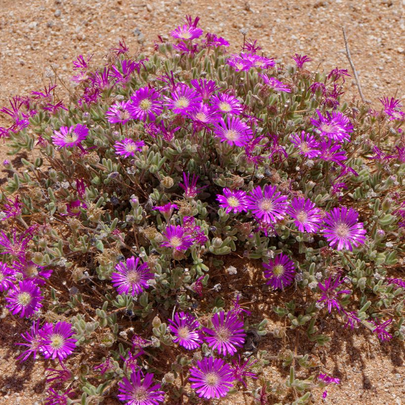 Karvajääruoho - Drosanthemum hispidum (Kasvutapa)