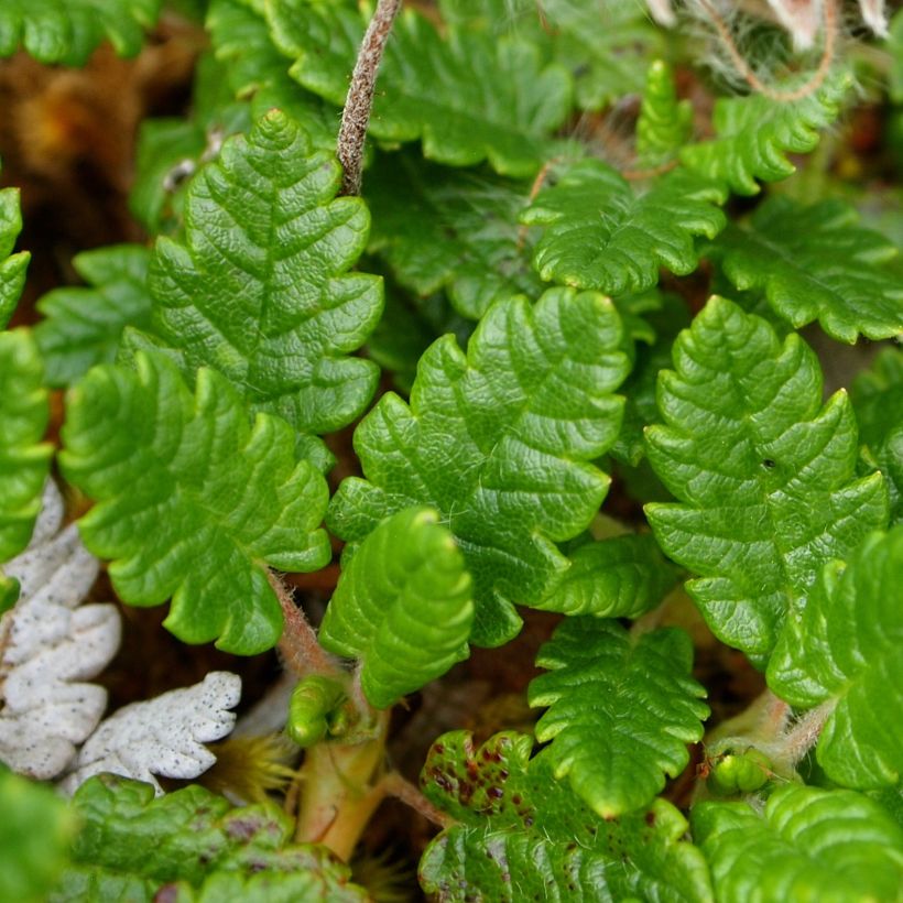 Keltalapinvuokko Grandiflora (Lehvistö)