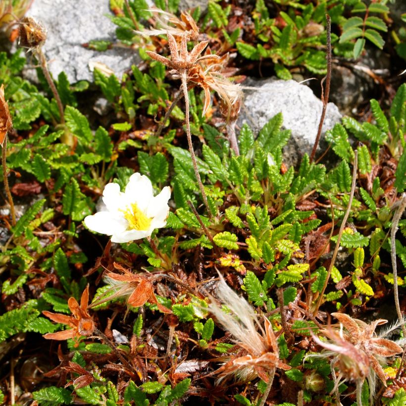 Keltalapinvuokko Grandiflora (Kasvutapa)